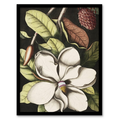 Artery8 Laurel Tree Magnolia Altissima Flower Catesby Framed Wall Art Print 12X16" from B&Q