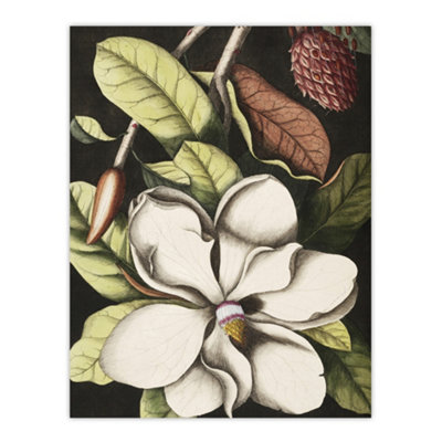 Artery8 Laurel Tree Magnolia Altissima Flower Catesby Wall Art Poster Print 12X16" from B&Q