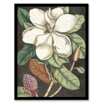 Artery8 Altissima Flower Laurel Tree Magnolia Catesby Framed Wall Art Print 12X16" from B&Q