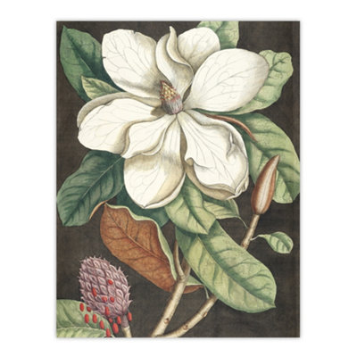 Artery8 Altissima Flower Laurel Tree Magnolia Catesby Wall Art Poster Print 12X16" from B&Q