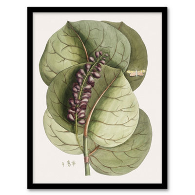 Artery8 Mangrove Grape Tree Vintage Botanical Catesby Framed Wall Art Print 12X16" from B&Q