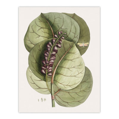 Artery8 Mangrove Grape Tree Vintage Botanical Catesby Wall Art Poster Print 12X16" from B&Q
