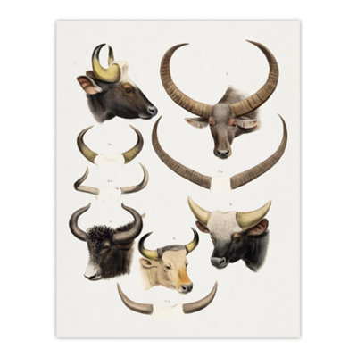 Artery8 Bovine Animal Horns Vintage Illustration Lydekker Wall Art Poster Print 12X16" from B&Q