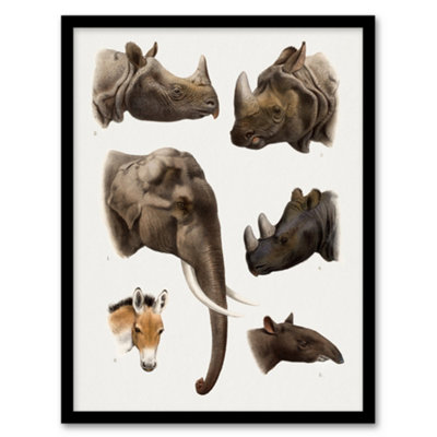 Artery8 Animals Vintage Illustration Lydekker Framed Wall Art Print 12X16" from B&Q