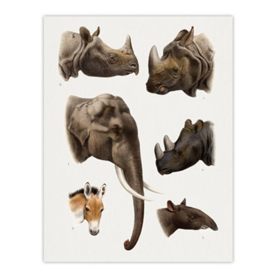 Artery8 Animals Vintage Illustration Lydekker Wall Art Poster Print 12X16" from B&Q