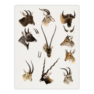Artery8 Bovidae Animals Vintage Illustration Lydekker Wall Art Poster Print 12X16" from B&Q