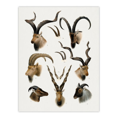 Artery8 Vintage Illustration Bovidae Animals Lydekker Wall Art Poster Print 12X16" from B&Q