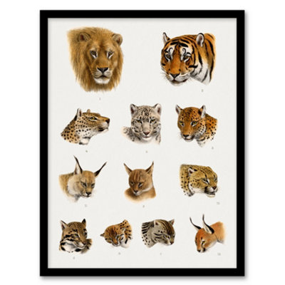 Artery8 Wild Animal Safari Big Cats Illustration Lydekker Framed Wall Art Print 12X16" from B&Q