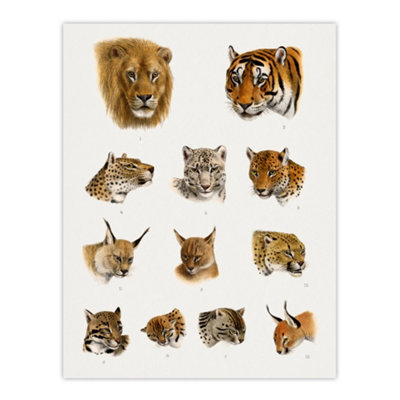 Artery8 Wild Animal Safari Big Cats Illustration Lydekker Wall Art Poster Print 12X16" from B&Q
