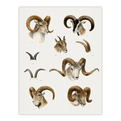 Artery8 Wild Bovidae Vintage Illustration Lydekker Wall Art Poster Print 12X16" from B&Q