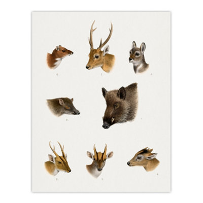 Artery8 Wildlife Animals Vintage Illustration Lydekker Wall Art Poster Print 12X16" from B&Q