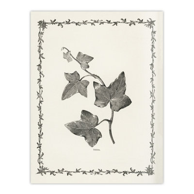 Artery8 Vintage Botanical Ipomoea Triloba Leaves Hibberd Wall Art Poster Print 12X16" from B&Q