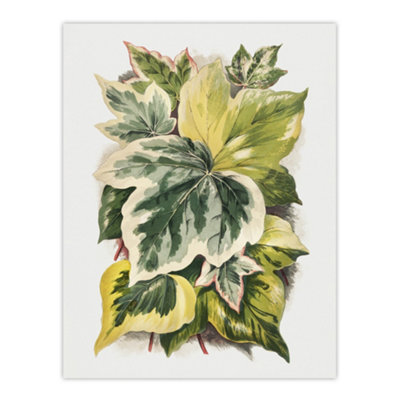 B&Q -  Ivy Leaf Variations Vintage Botanical Hibberd Wall Art Poster Print 12X16"