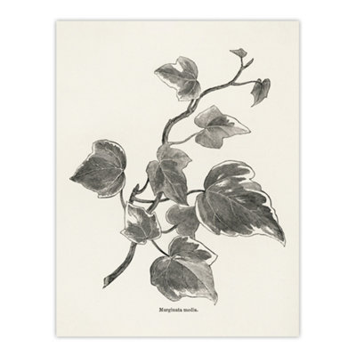 B&Q -  Vintage Botanical Marginata Ivy Hibberd Wall Art Poster Print 12X16"