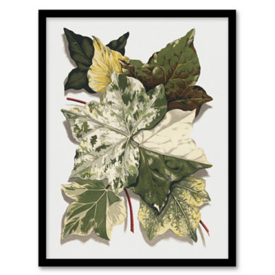 Artery8 Various Ivy Leaves Watercolor Painting Hibberd Framed Wall Art Print 12X16" from B&Q