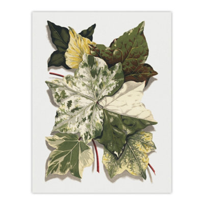Artery8 Various Ivy Leaves Watercolor Painting Hibberd Wall Art Poster Print 12X16" from B&Q