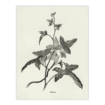 B&Q -  Vintage Botanical Minima Ivy Shirley Hibberd Wall Art Poster Print 12X16"