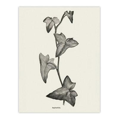 B&Q -  Vintage Botanical Sagittifolia Ivy Hibberd Wall Art Poster Print 12X16"