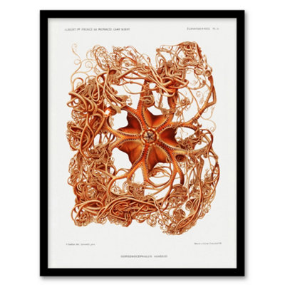 B&Q -  Vintage Marine Life Deep Sea Basket Star Starfish Framed Wall Art Print A4