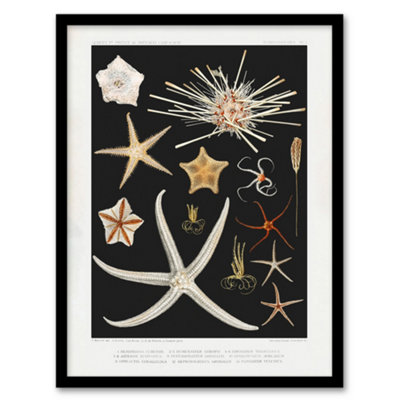 B&Q -  Vintage Marine Life Varieties Of Deep Sea Starfish Framed Wall Art Print A4