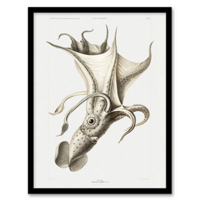 Artery8 Carl Chun Cockeyed Squid Vintage Illustration Framed Wall Art Picture Print A4 from B&Q
