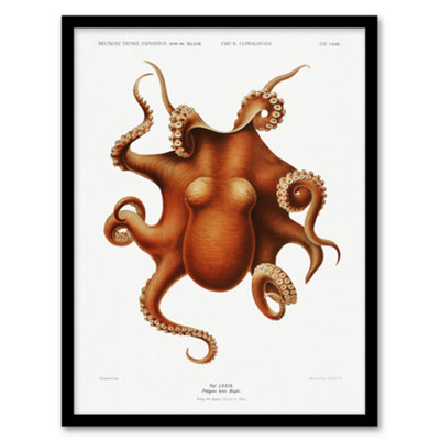 Artery8 Carl Chun Octopus Vintage Cephalopod Illustration Framed Wall Art Print A4 from B&Q