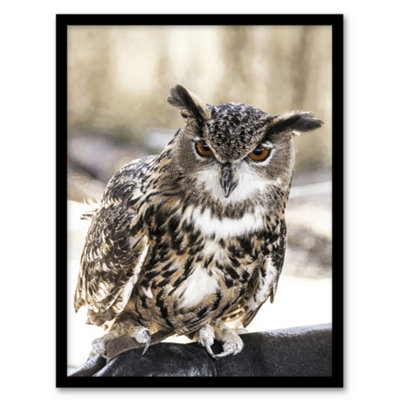 Artery8 Carol M Highsmith Long Eared Owl Perched On A Rock Framed Wall Art Print A4 from B&Q
