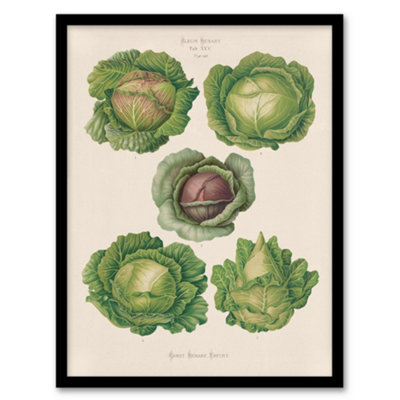 Artery8 Ernst Benary Cabbage Varieties Vintage Botanical Framed Wall Art Print A4 from B&Q