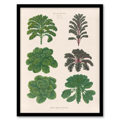 Artery8 Ernst Benary Kale And Brussel Sprouts Vintage Botanical Framed Wall Art Print A4 from B&Q