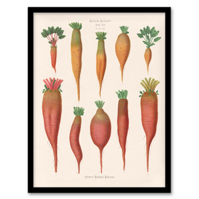 Artery8 Ernst Benary Mangold Wurzels Field Beet Varieties Framed Wall Art Print A4