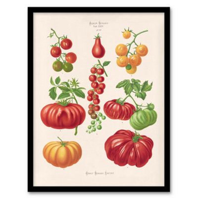 B&Q -  Ernst Benary Tomatoes Or Love Apples Vintage Botanical Framed Wall Art Print A4