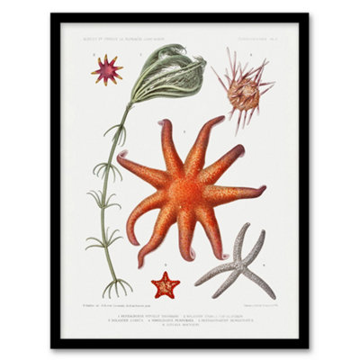 B&Q -  Vintage Marine Life Deep Sea Starfish Varieties Framed Wall Art Picture Print A3