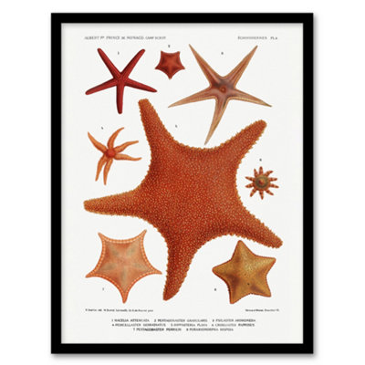 B&Q -  Vintage Marine Life Starfish Species Varieties Framed Wall Art Picture Print A3