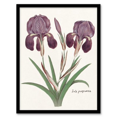 Artery8 Anselmus De Boodt Purple Iris Germanica Flower Framed Wall Art Picture Print A3 from B&Q
