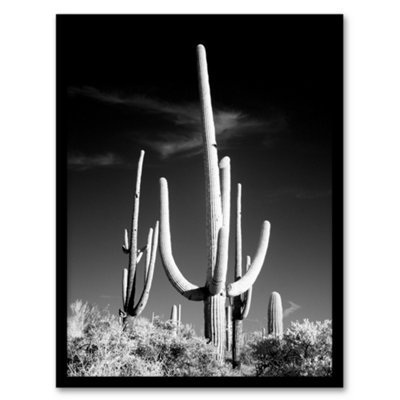 B&Q -  Carol M Highsmith Saguaro Cactus Black White Photograph Framed Wall Art Print A3