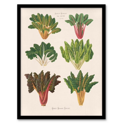 Artery8 Ernst Benary Beet And Swiss Chard Vintage Botanical Framed Wall Art Print A3