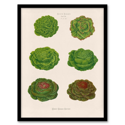 Artery8 Ernst Benary Lettuce And Cabbage Varieties Framed Wall Art Picture Print A3 from B&Q