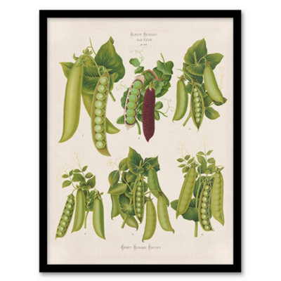 B&Q -  Ernst Benary Pea Plant Varieties Vintage Botanical Framed Wall Art Print A3