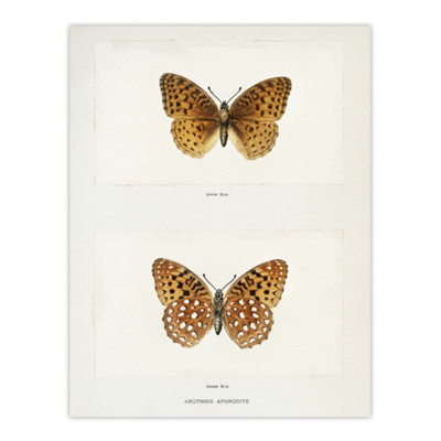 Artery8 Aphrodite Fritillary Butterfly Denton Wall Art Poster Print 12X16" from B&Q