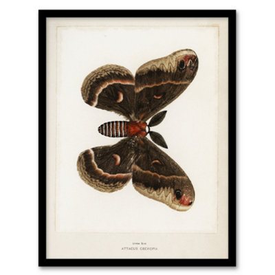 Artery8 Cecropia Moth Vintage Illustration Denton Framed Wall Art Print 12X16"