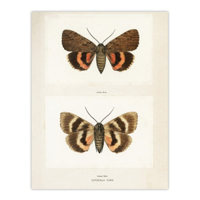 Artery8 Darling Underwing Moth Illustration Denton Wall Art Poster Print 12X16" from B&Q