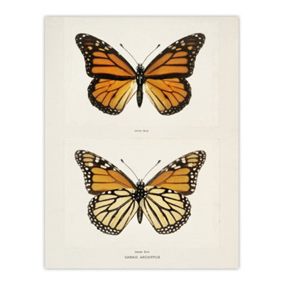Artery8 Monarch Butterfly Vintage Illustration Denton Wall Art Poster Print 12X16" from B&Q