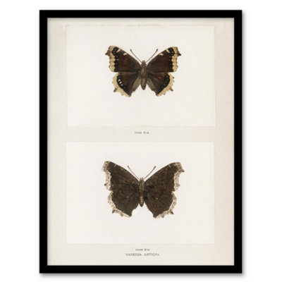 Artery8 Mourning Cloak Butterfly Sherman Denton Framed Wall Art Print 12X16" from B&Q