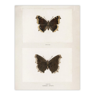 Artery8 Mourning Cloak Butterfly Sherman Denton Wall Art Poster Print 12X16" from B&Q