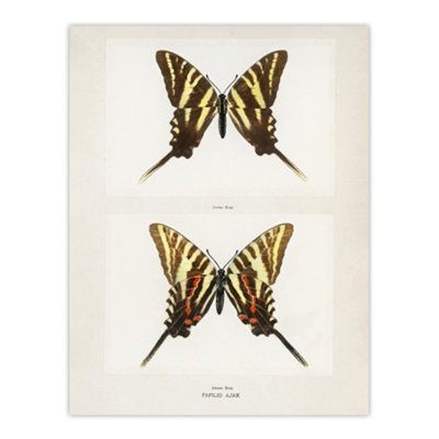 Artery8 Papilio Ajax Butterfly Vintage Artwork Denton Wall Art Poster Print 12X16" from B&Q