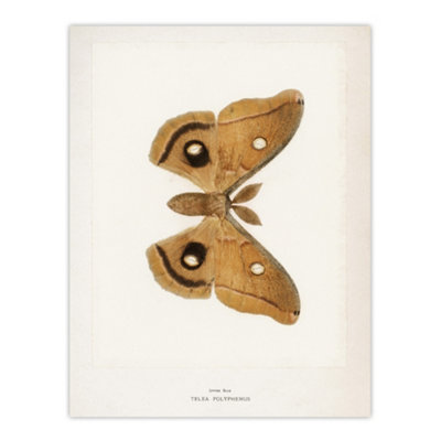Artery8 Polyphemus Moth Vintage Illustration Denton Wall Art Poster Print 12X16" from B&Q