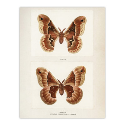 Artery8 Promethea Silkmoth Female Sherman Denton Wall Art Poster Print 12X16" from B&Q