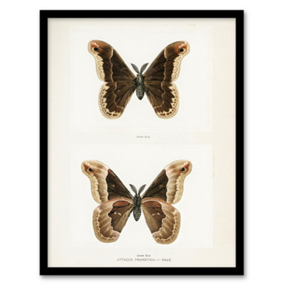 Artery8 Promethea Silkmoth Male Sherman Denton Framed Wall Art Print 12X16" from B&Q