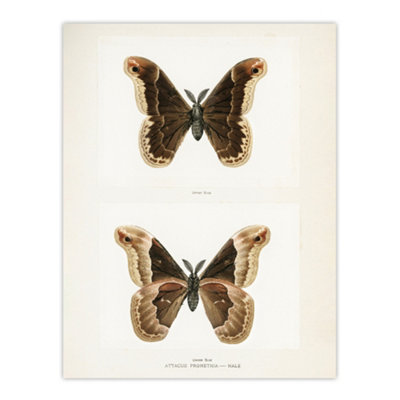 Artery8 Promethea Silkmoth Male Sherman Denton Wall Art Poster Print 12X16" from B&Q