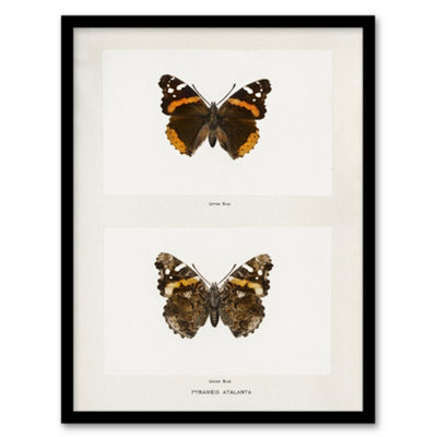 Artery8 Red Admiral Butterfly Vintage Illustration Denton Framed Wall Art Print 12X16" from B&Q